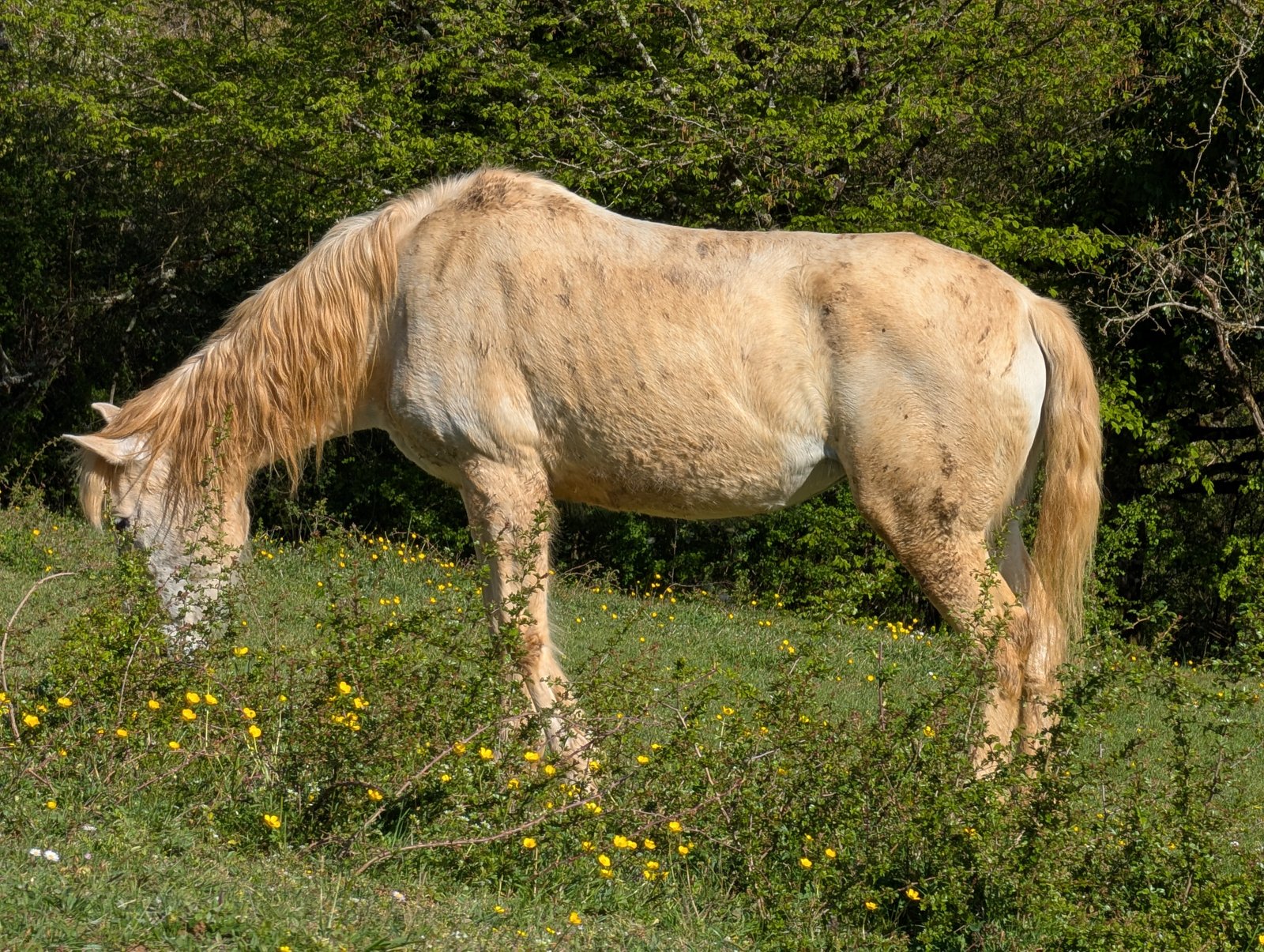 Animal
