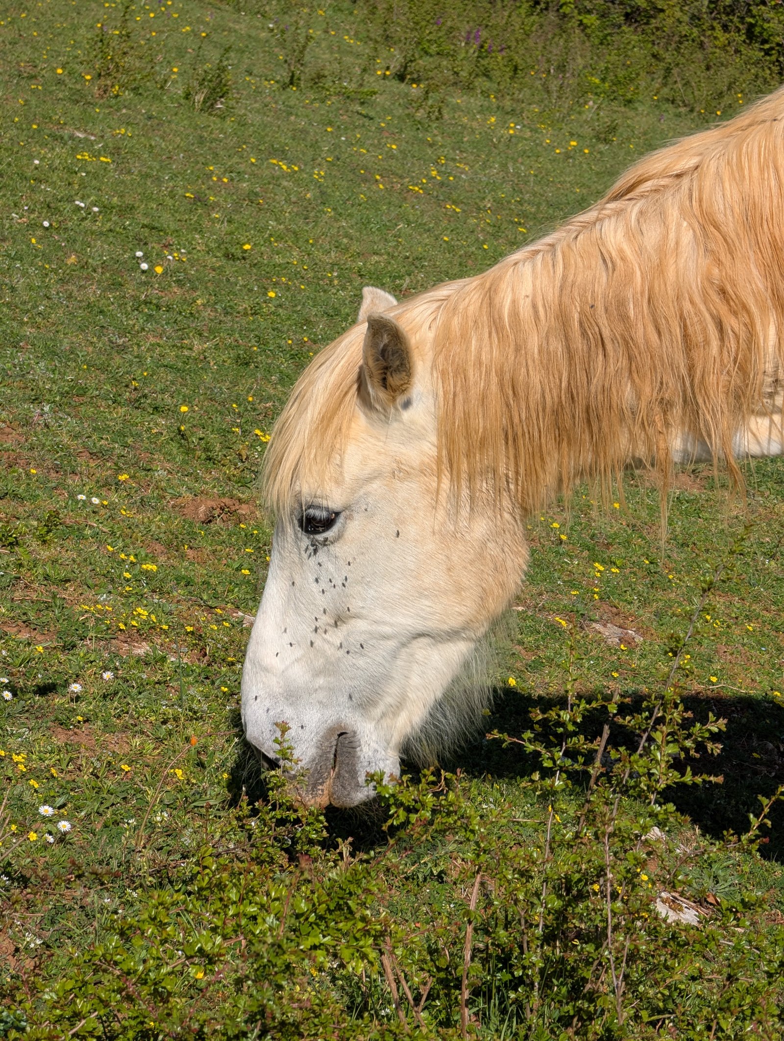 Animal