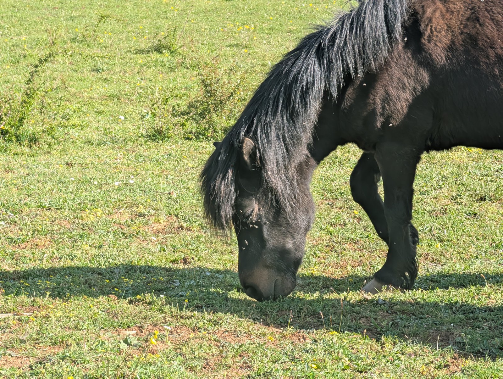 Animal