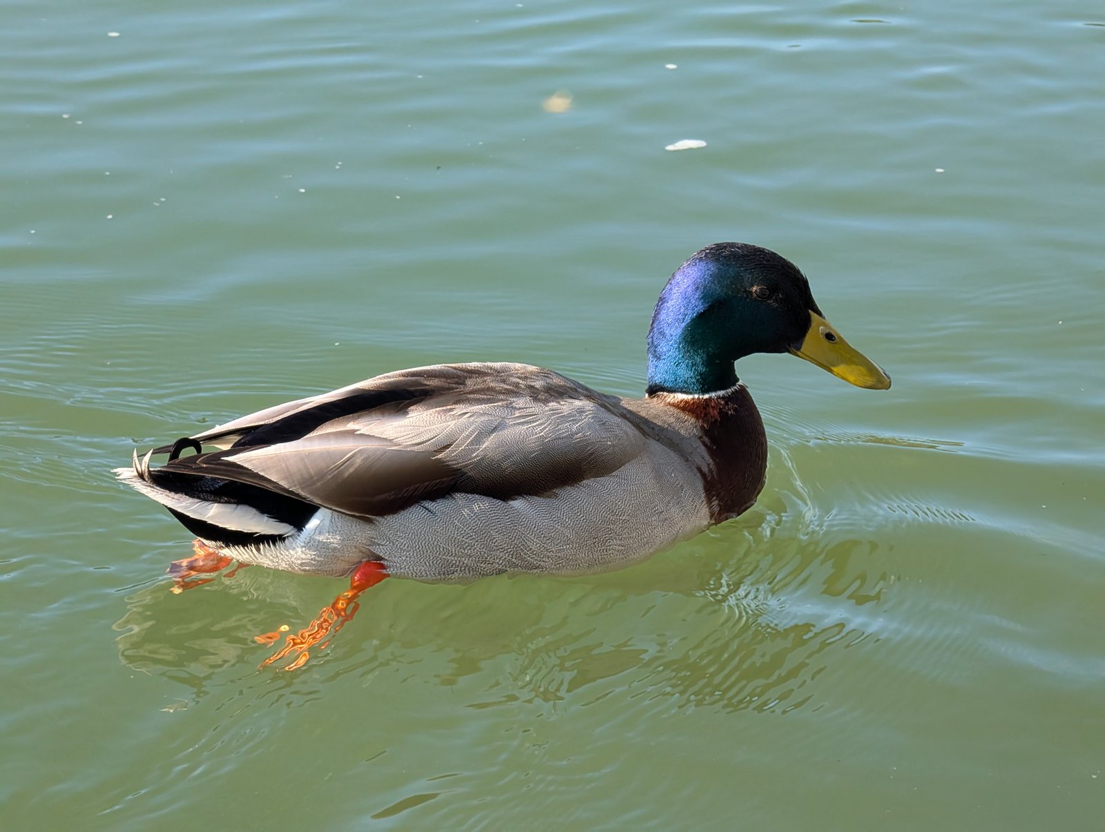 Animal