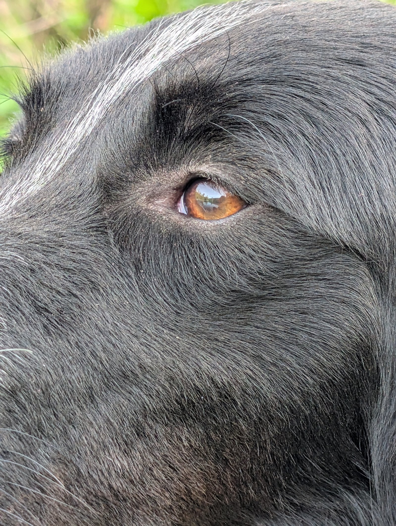 Animal
